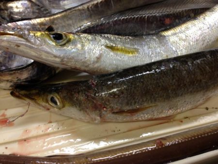 タチウオ爆釣、そしてカマスにアナゴ!よく釣れた!